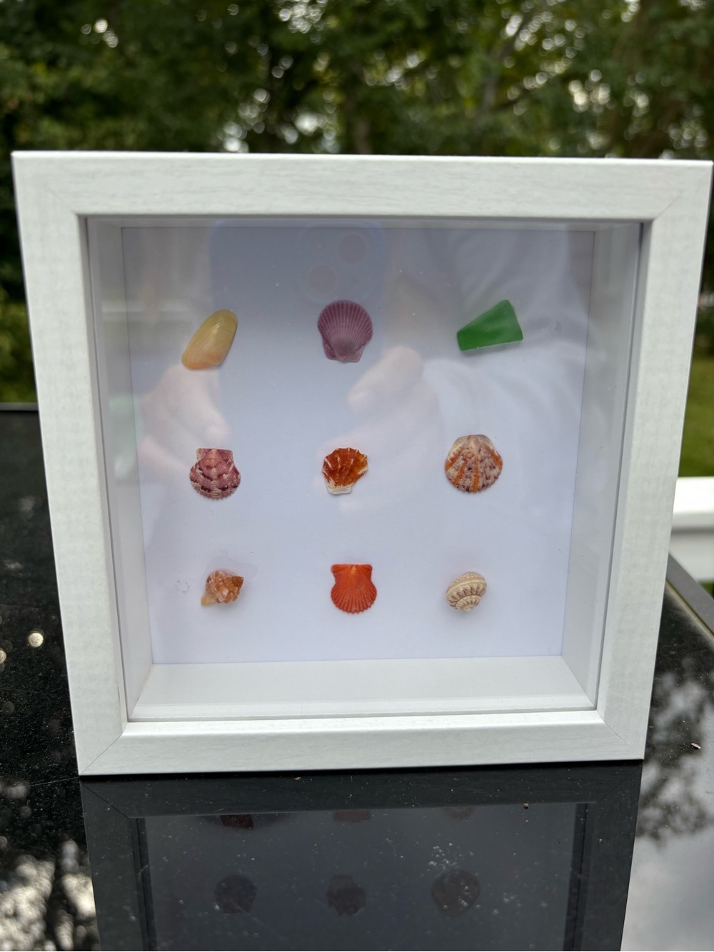 Coastal Shell Shadow Box in White Frame - Multicolor Shells